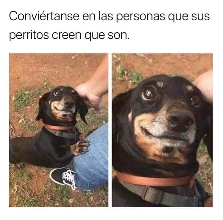 El que ama a los animalitos es porque tienen corazón de oro