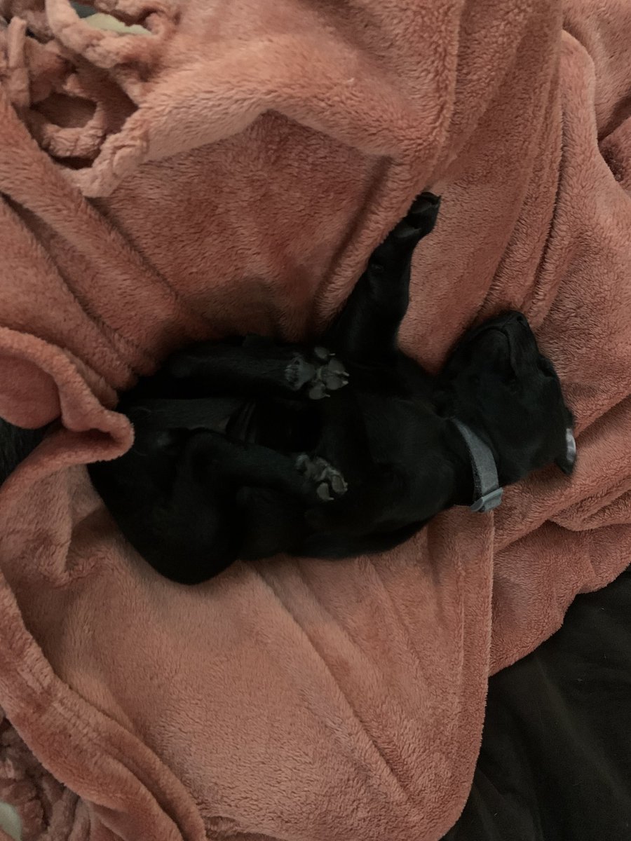 AbbyOffill's tweet photo. One day versus 3 weeks with little Bridget….don’t let these pics fool you, she’s a menace 95% of her waking hours https://t.co/BvSxSAIcGl