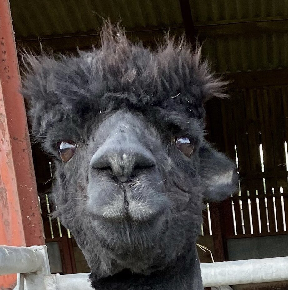 #IStandWithGeronimo killing a known healthy alpaca from New Zealand is shameful <a href="/MPGeorgeEustice/">GeorgeEusticeMP</a> <a href="/apha/">Priscila</a>
Stop the needless slaughter based on official’s prior knowledge &amp; deception. There is NO credible evidence <a href="/BorisJohnson/">Boris Johnson</a> 
<a href="/RichardHRBenyon/">Richard Benyon</a> <a href="/ChiefVetUK/">Christine Middlemiss 🇺🇦</a> <a href="/CVOWales/">Christianne Glossop</a> <a href="/CVOScotland/">Sheila Voas</a>