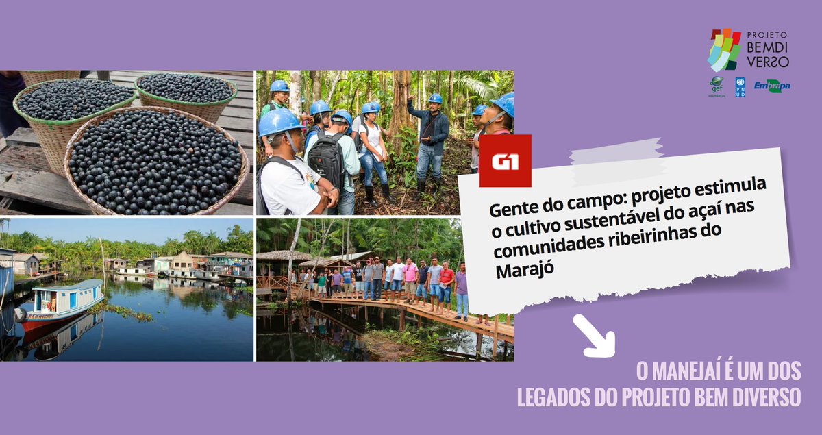 BemDiverso's tweet photo. Sem biodiversidade, não tem açaí. E é por isso que o Manejaí é tão importante para garantir a produção do fruto no Território Marajó, no Pará. É o Manejo Sustentável do fruto que tem garantido o sustento de muitas famílias e a manutenção da espécie na floresta. https://t.co/885MhqYBjS