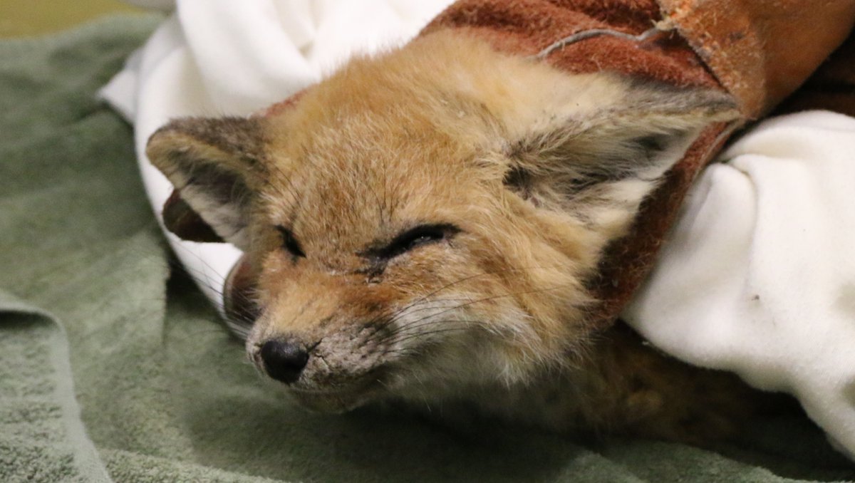 TWC_Wildlife's tweet image. #WoodbineBeaches #fox family UPDATE: Preliminary autopsy results suggest the 3 kits who were found dead were likely killed by dogs. Sadly, broken glass bottles &amp;amp; fireworks were also found in the fox den and several kits have been admitted to TWC for treatment of mange (pictured).