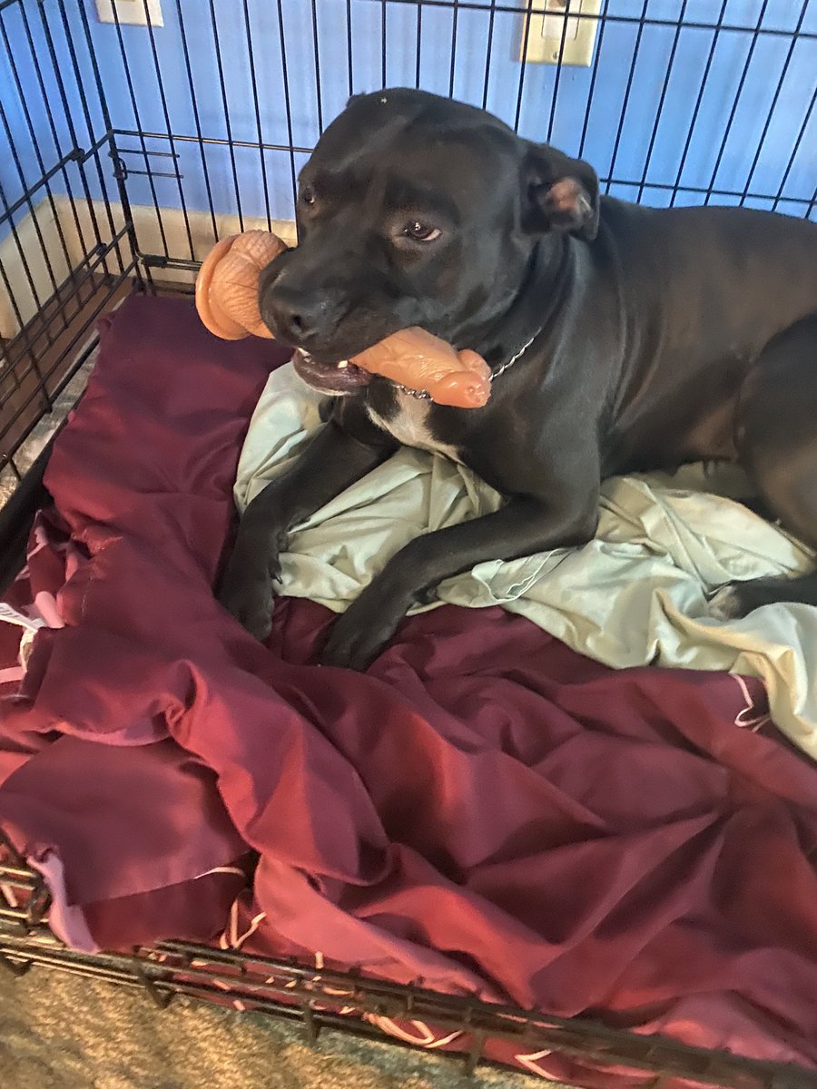 fadedlipss's tweet photo. PLEASE MY DOG CAME OUT OF MY SISTERS ROOM WITH THIS IM CRYING https://t.co/JrxSvoswBK