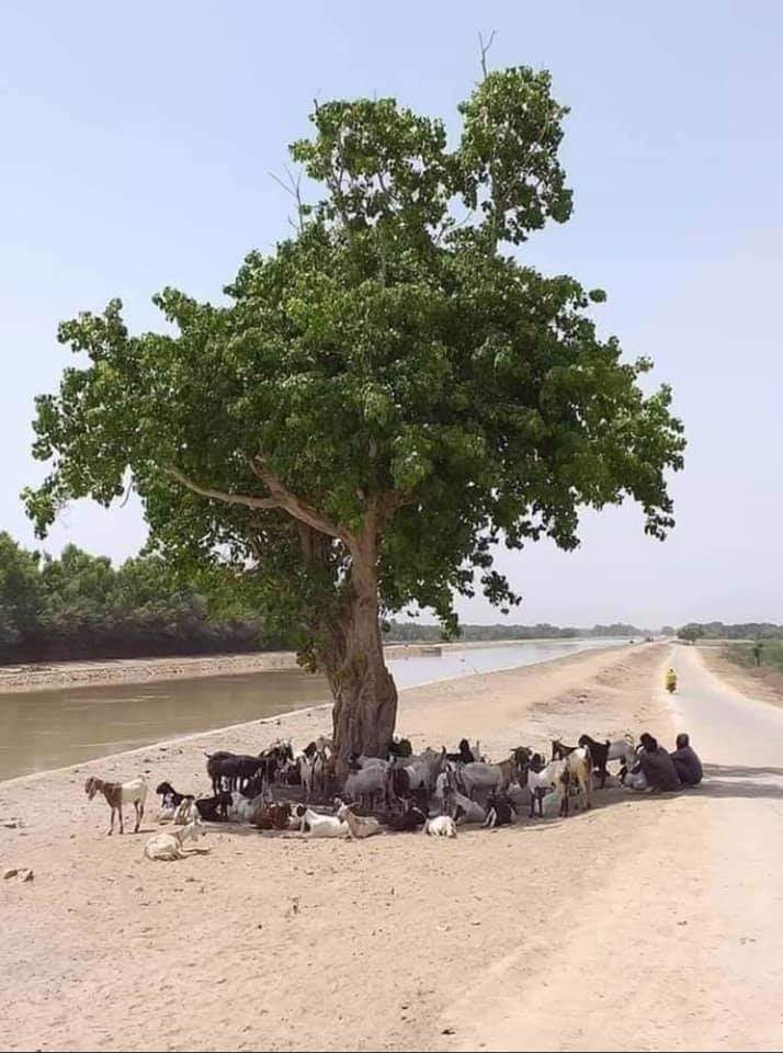 La valeur d'un arbre 🌳🍃🌲