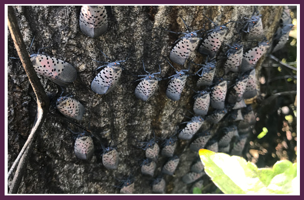 giroudtree's tweet photo. Why do you need to worry about Spotted Lanternfly? The answers to all your questions are in this article: https://t.co/JnkaB2QWW4

#SLF #spottedlanternfly #badbug https://t.co/KQ3me2KOM0
