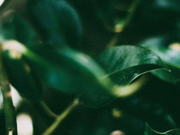 How plants become good neighbours in times of stress buff.ly/3x3ux3t via <a href="/JohnInnesCentre/">John Innes Centre</a> #plantscience