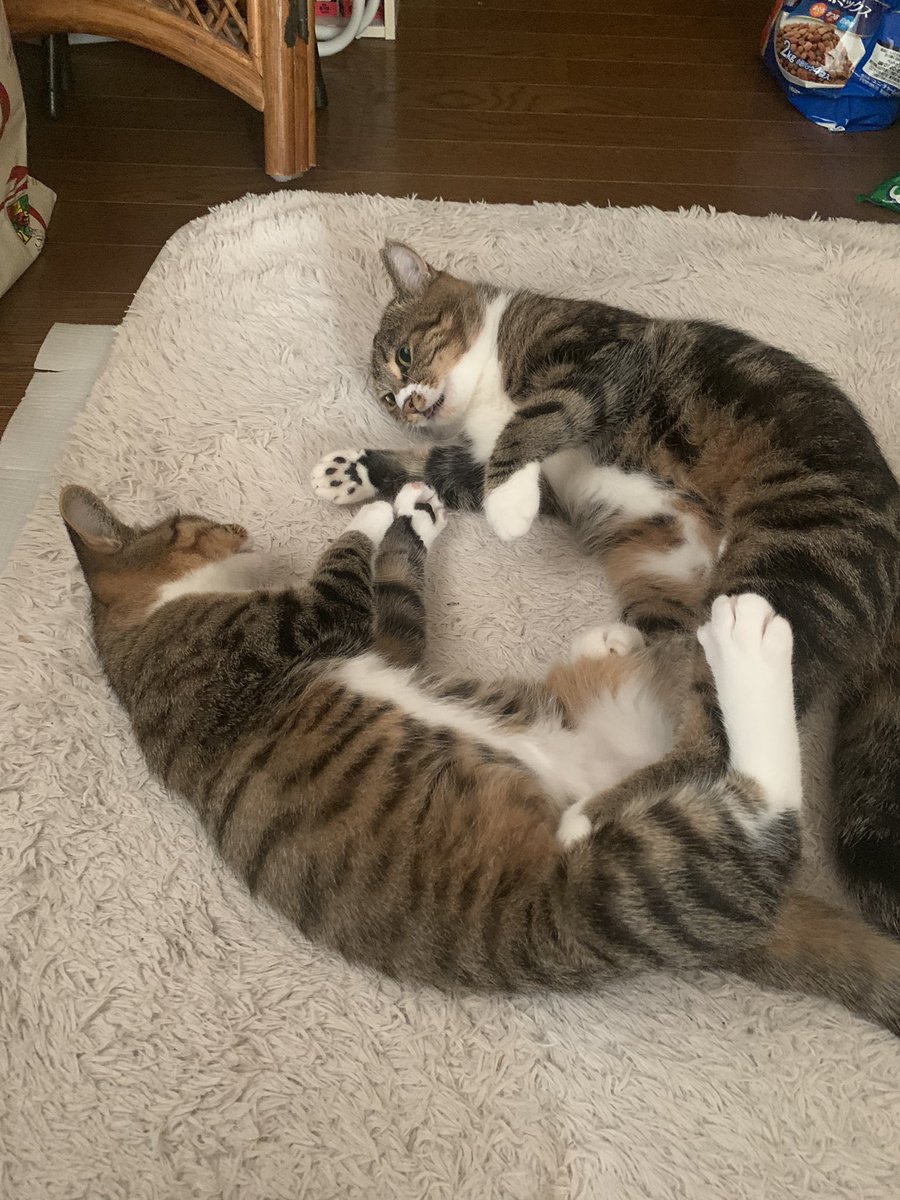 親子猫のカツオとコハル 朝 起きてみるとにゃんこ達がハートの形で見つめ合っていた 親子愛はずっとそのままでいてもらいたいものだ 猫の親子 仲良し 猫のいる生活 猫好きさんと繋がりたい