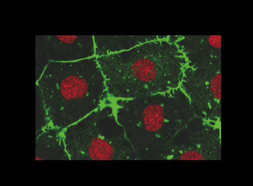 Dingal Lab on Biological Signal Processing will open on Jan 2022 at <a href="/UT_Dallas/">UT Dallas</a> <a href="/bme_utd/">Bioengineering_UTDallas</a> w/ fully funded positions for creative, motivated students to study the structure and function of signaling proteins in vitro and in vivo! Come to Diverse Dallas!