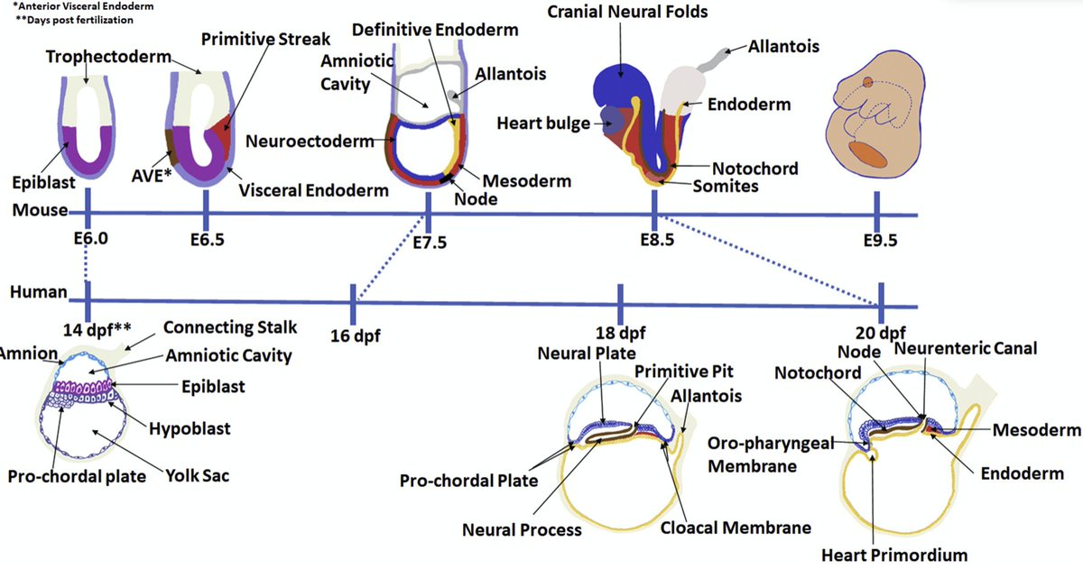 Dev_Bio_Journal's tweet image. #DBfeatures
"Human gastrulation: The embryo and its models" by Sabitri Ghimire, @AMA_lab et al., in our June 2021 issue!
🚨🚨🚨 Fun fact: human & other mammalian early development differ significantly 🚨🚨🚨
Check it out
sciencedirect.com/science/articl…