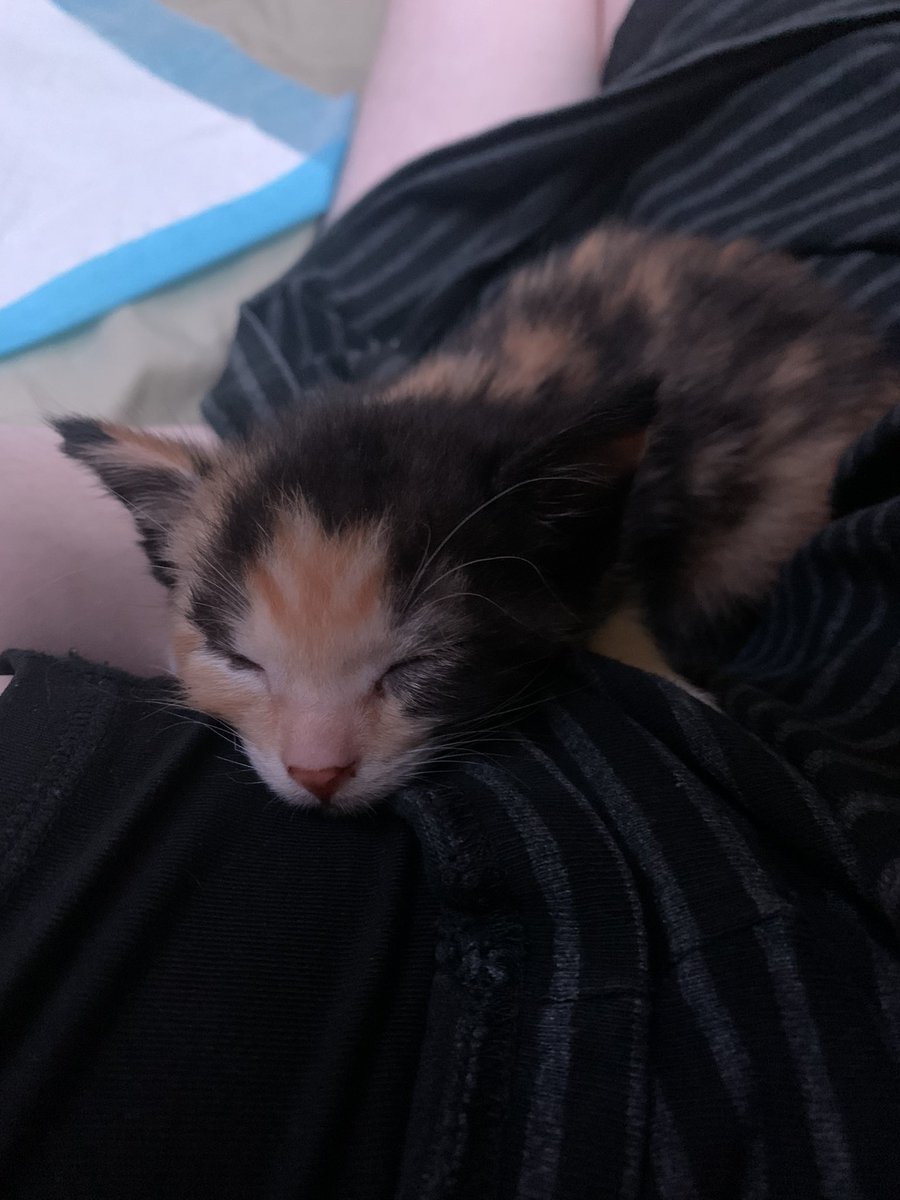 lemonbrained's tweet photo. This is Beans she is my baby https://t.co/Kw3R2trymA