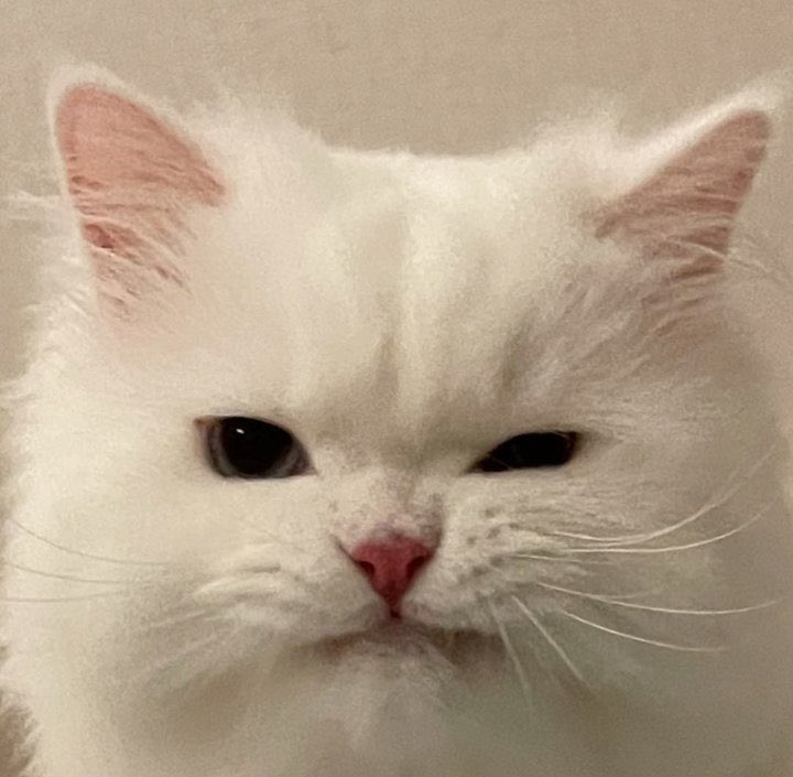 เธรดรวม น้องอินจุนเปงแมว มุเมี๊ยว ₍˄·͈༝·͈˄*₎◞ ̑̑♡