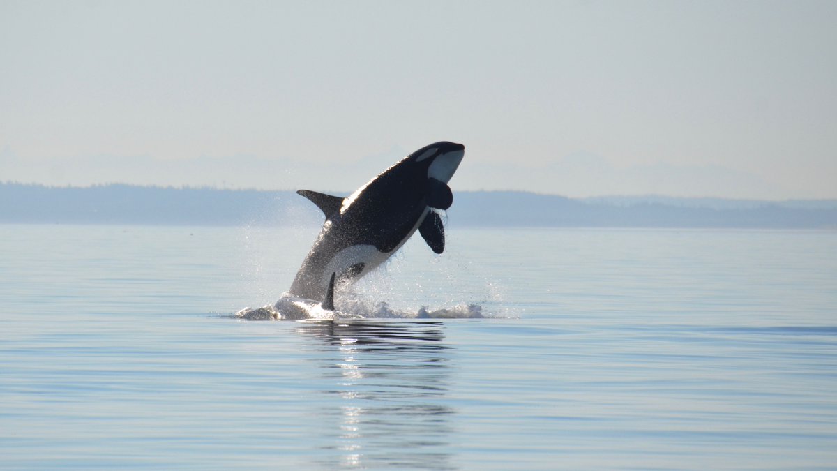 oceana's tweet photo. #BREAKING: Endangered Orcas Receive Critical Habitat Protections in U.S. Pacific: https://t.co/EC3XOcK25z https://t.co/ffySVeJSfB