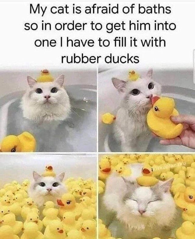WholesomeMeme's tweet photo. https://t.co/3S4PP4bPwy