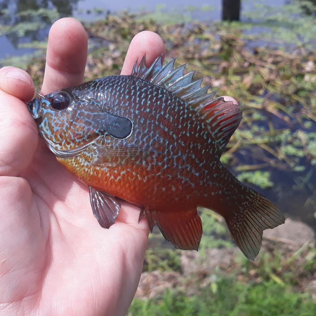 FishGuyJosh's tweet photo. Another gorgeous dark red bayou #longearsunfish on this brief trip #cajunspecieshunt species 3
#fishing #fish #fishnerd #sunfish #longear #lepomids #pennfishing #maximafishingline #panfishplastics #bayoufishing #cajunfishing #cajunlife https://t.co/gXvR9M2lWu https://t.co/02RtUJAzFN