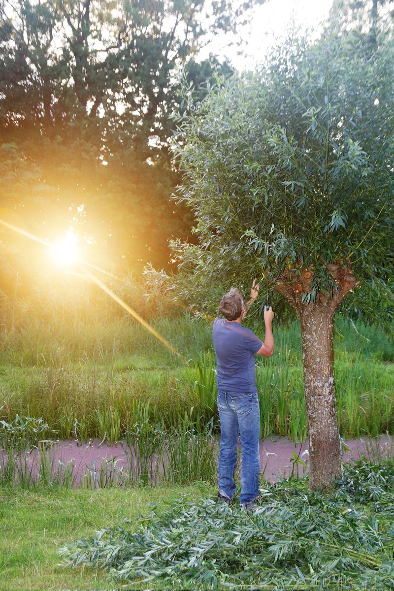 groene_long's tweet image. Zomersnoei met de vrijwilligers van De Groene Long. Wat groen is moet groen blijven. #groen #alblasserdam  
#DeGroeneLong #knotwilg #zomersnoei #natuur #vrijwilligers #parkhuistekinderdijk