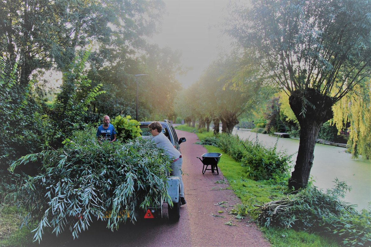 groene_long's tweet image. Zomersnoei met de vrijwilligers van De Groene Long. Wat groen is moet groen blijven. #groen #alblasserdam  
#DeGroeneLong #knotwilg #zomersnoei #natuur #vrijwilligers #parkhuistekinderdijk