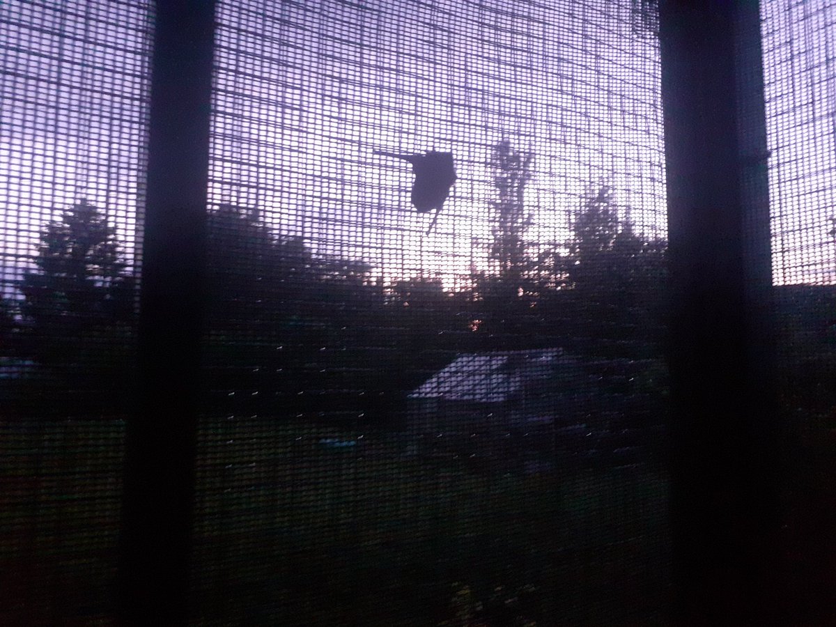 eveshambatcare's tweet photo. Tonight we took our two #LeislersBats outside into the #FlightCage for their first taste of outdoors #WhatWingsDo it's this point of the #BatCare journey that you know they're #AllGrowingUp which is beautiful. @_BCT_ @SnittTrish #BCTHelpline #Bats #BatsNeedFriends #BatCareNetwork https://t.co/gdRftHJKhc