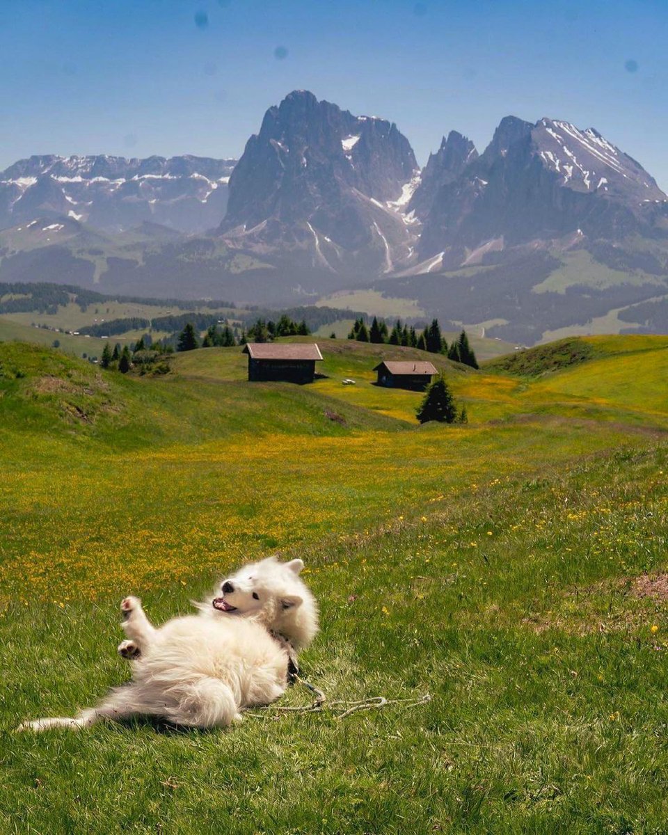 InstantlyModern's tweet photo. Living his best life🐾
Via 📸 wanderlust_samoyed
#wanderlust #happy #instantlymodern https://t.co/NSHuZXv4W7