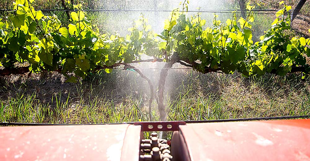 WSU researcher @khotlav begins field trials of ozonated water and hot oil therapy for control of diseases and pests in grapes and pears; MSU researcher @mgrieshop also investigated ozone's effects.
goodfruit.com/zoning-in-on-o…