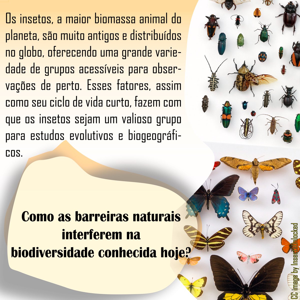 insectumufv's tweet photo. Para conferir este post integralmente basta acessar o link: https://t.co/CgUpJyLbPY
Gostou do conteúdo? Curta, compartilhe e salve esta publicação!

#EntomoBlog https://t.co/ivgKeKGMuB