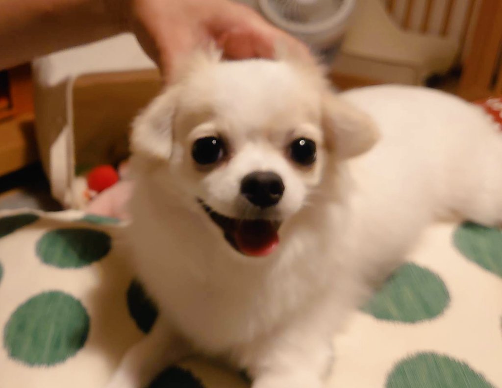 狆チワのディル君 1歳 على تويتر 別犬w そういえば生後5ヶ月くらいまで耳垂れてたなぁ それもかわいかったなぁ 狆 チワワ 狆チワ 狆チワのディル君 犬のいる暮らし 犬好きな人と繋がりたい 狆チワのディル君 1歳 على تويتر 別犬w そういえば生後5ヶ月くらいまで耳垂れてたなぁ それもかわいかったなぁ 狆 チワワ 狆チワ 狆チワのディル君 犬のいる暮らし 犬好きな人と繋がりたい