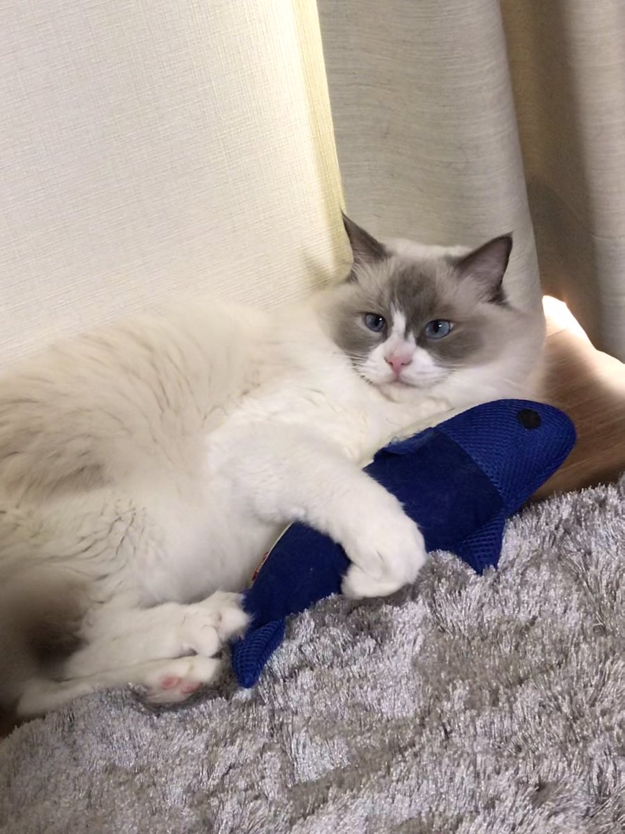 腎結石猫 - Twitter Search