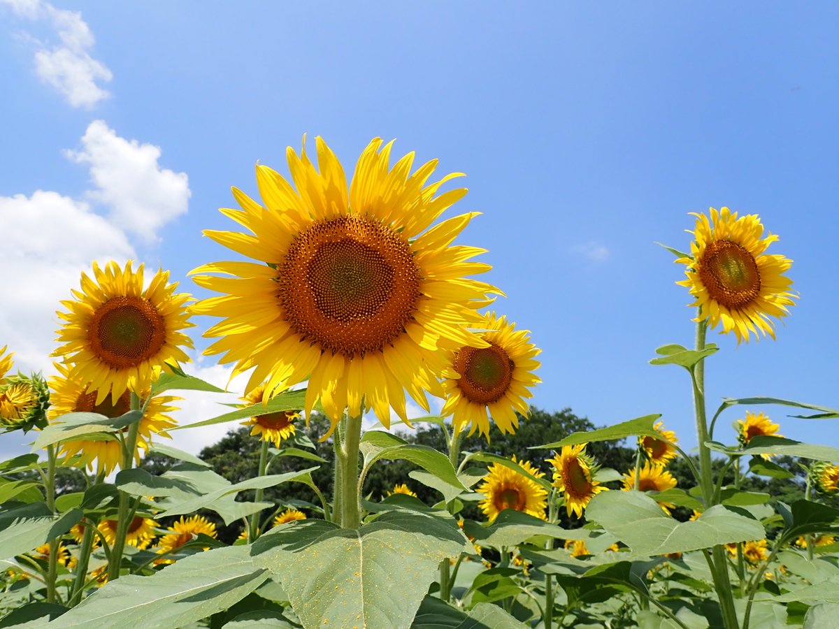 大洲市観光協会 開花情報 本日の様子を写真でお届け 畑の前河川敷 向日葵 愛媛県 大洲市 観光 大洲市観光協会 開花情報 本日の様子を写真でお届け 畑の前河川敷 向日葵 愛媛県 大洲市 観光