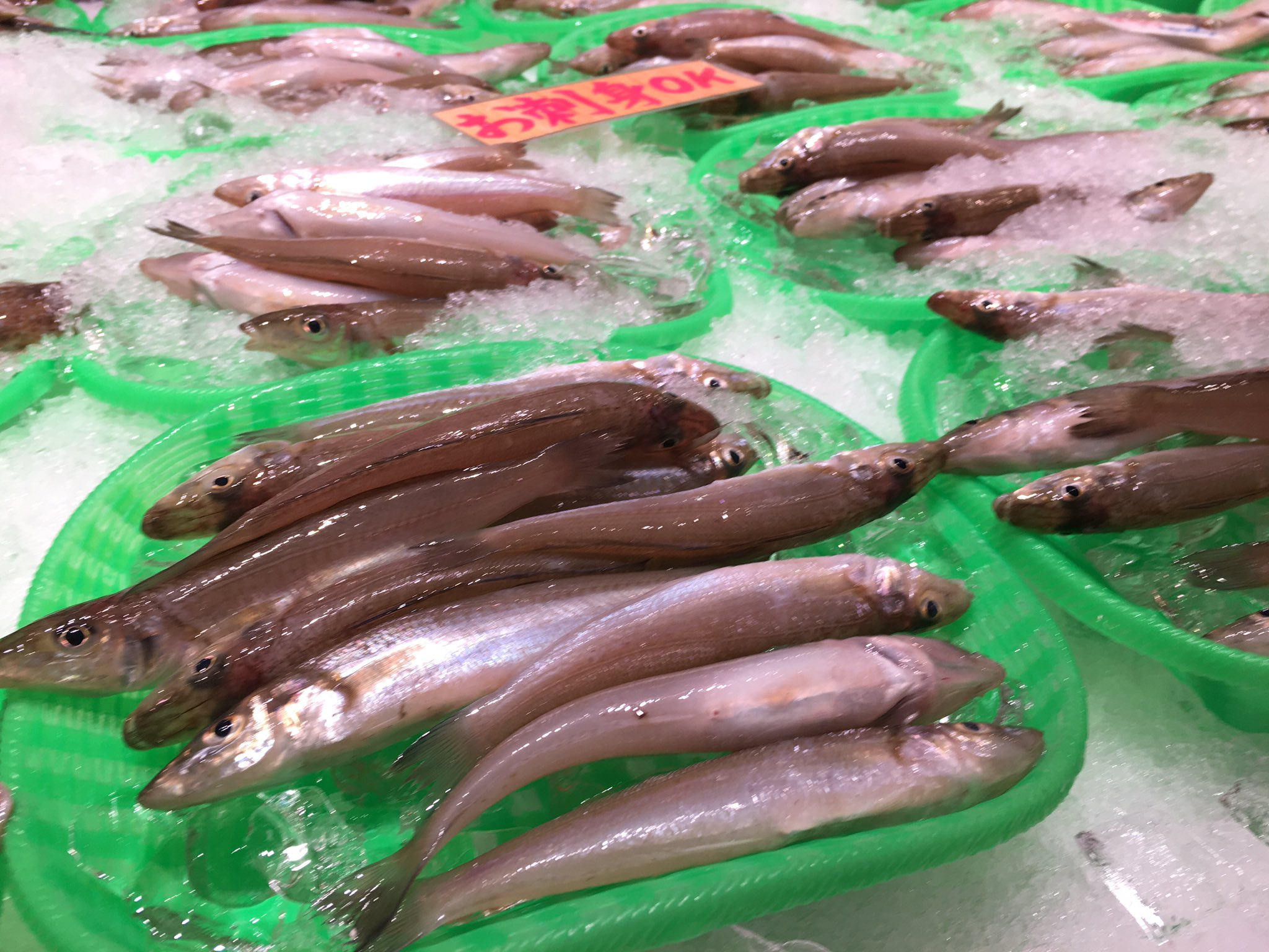 魚太郎 本店 かご盛り鮮魚 地物 小鯛 イシモチ マナジ バンガレイ メゴチ シロギス 舌平目テンス 小アジ コイカ シロギスは昆布締めで 貝水槽には 地物 浅利 大あさり 渡り蟹 他には 牡蠣 ホタテ サザエ はまぐり ホンビノス貝 南知多