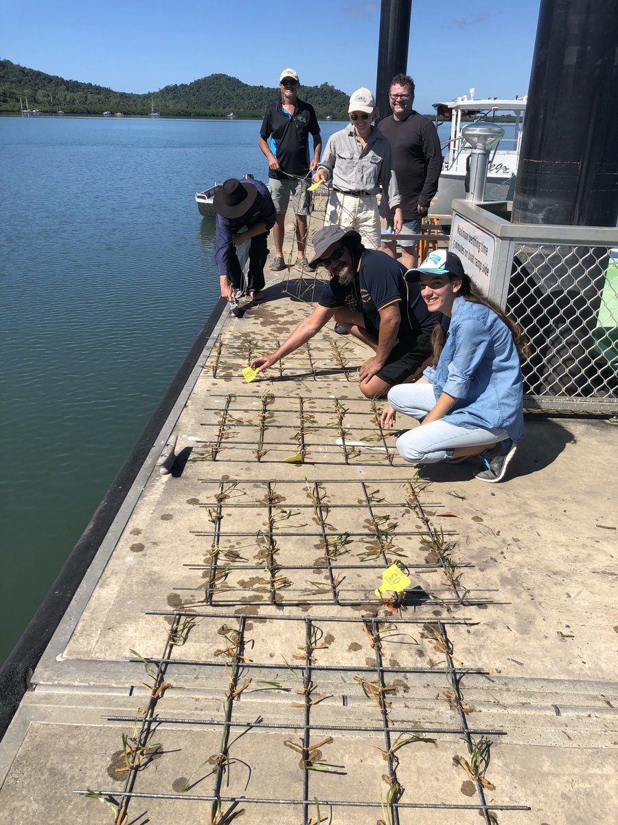 Seagrass Ecology Lab tweet media