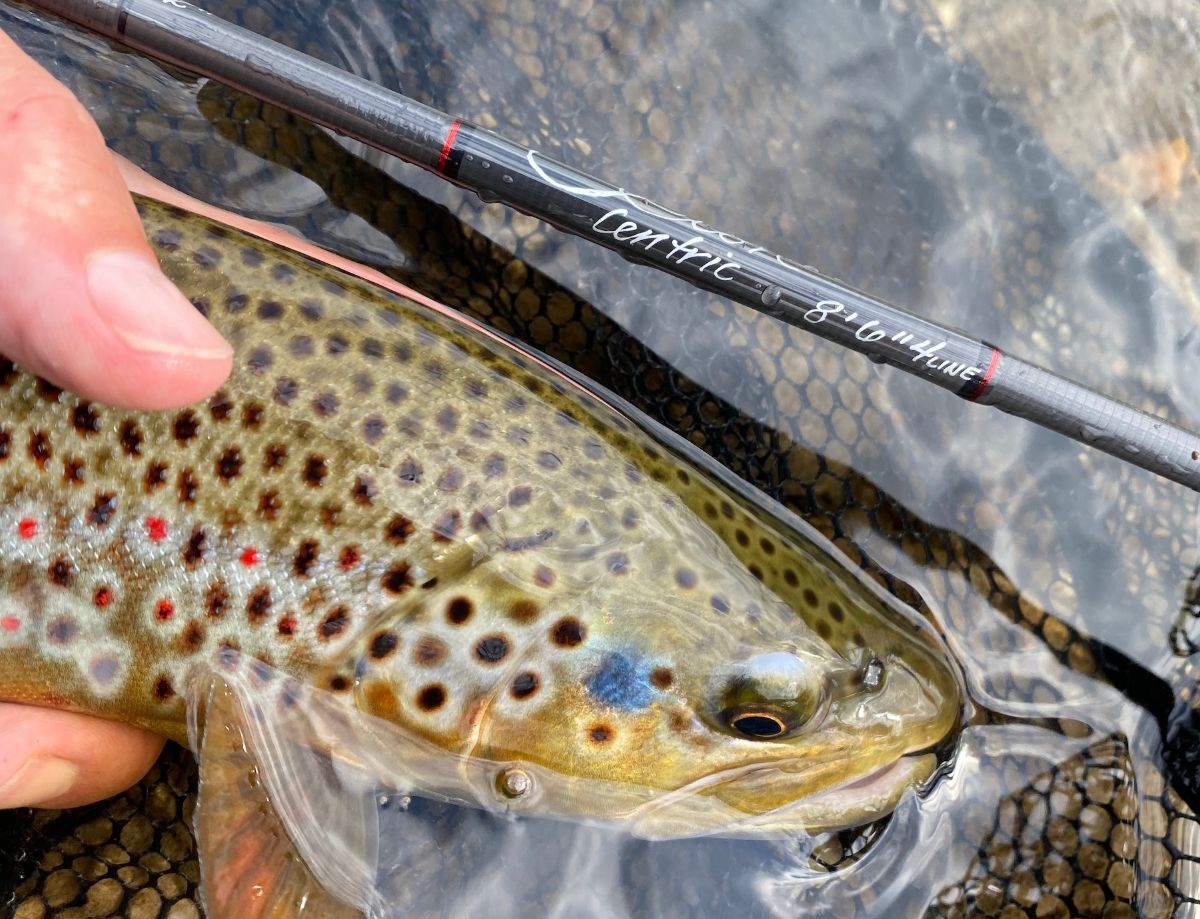 DakotaFlyAngler's tweet photo. Scott Centric Fly Rods - All Models in stock! Experience a fast action fly rod that feels great casting at any distance. https://t.co/ISeMUrhdL9 https://t.co/vCnuFoo2ir