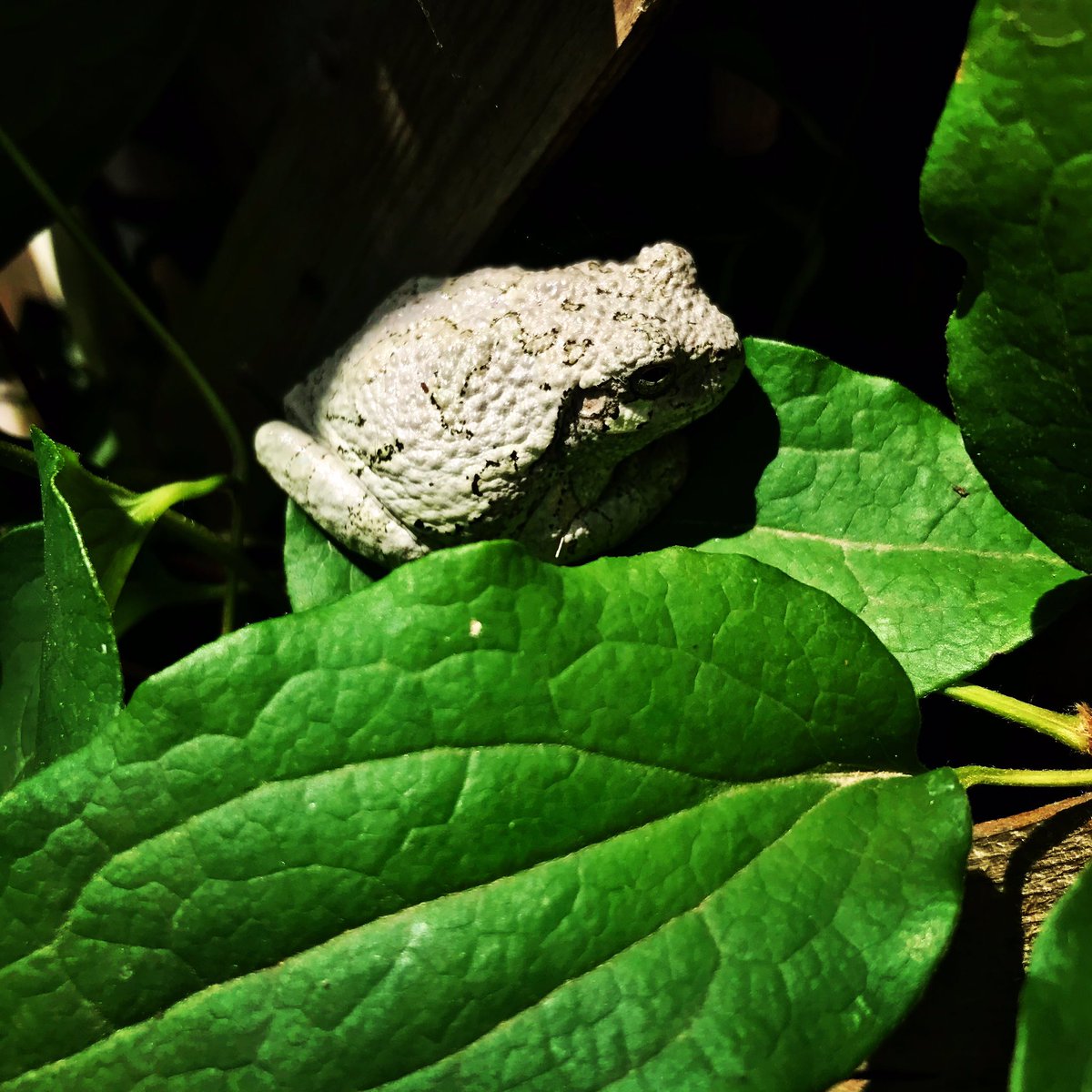 howardcole's tweet photo. Spotted taking its siesta in my clematis about 1m above ground. I was surprised by its climbing ability until Mr Google told me it’s a #GreyTreeFrog, the largest (about 6cm) that lives in Ontario. 
#Ancaster #HamOnt https://t.co/mI5Ymi25Ao