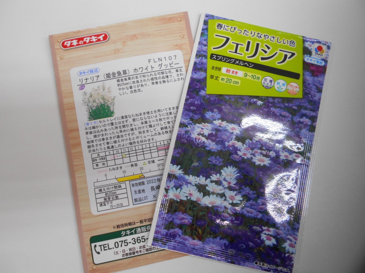 ট ইট র big f リナリアホワイトグッピー フェリシア スプリングメルヘン 種が届いた 早く来い来い種まき時期 夏が終わるってことか フェリシアは今年初めて育てるので 何かコツがあれば教えてください 茨城県 風があんがい強い地域 鹿 ট ইট র big f リナリアホワイトグッピー フェリシア スプリングメルヘン 種が届いた 早く来い来い種まき時期 夏が終わるってことか フェリシアは今年初めて育てるので 何かコツがあれば教えてください 茨城県 風があんがい強い地域 鹿