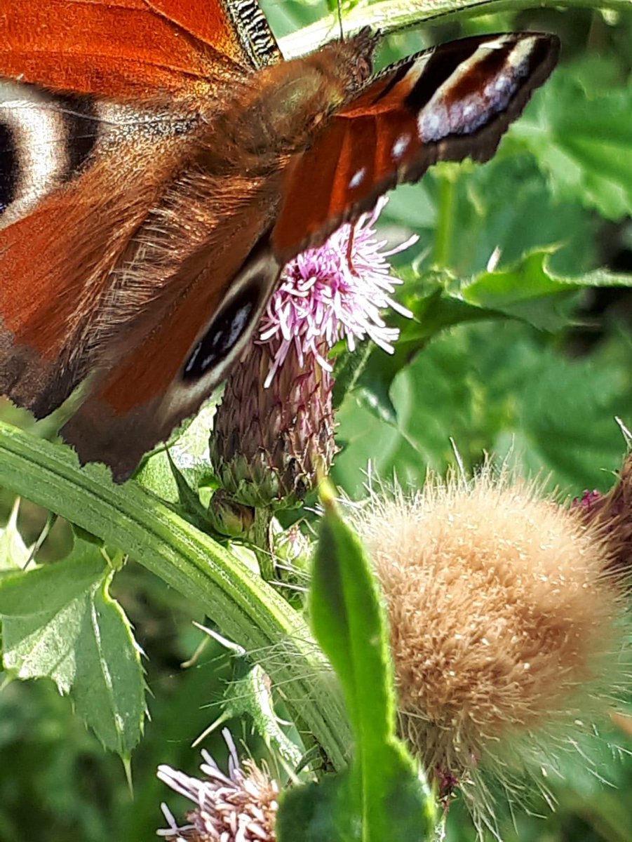 Im Anflug. 
'Die Schönheit eines Augenblicks liegt in seiner Flüchtigkeit. The beauty of a moment, is that it's fleeting!'Zitat aus: How I met your mother, Staffel 1, Episode 14 #butterfly #photography #NatureIsAmazing #KunstBlog #CatchBeautifulMoments #Kreativworkshops #Teamwork