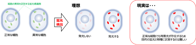 QST_Japan's tweet photo. #QSTプレスリリース 「量子操作で蛍光検出効率100倍に成功～ウイルス感染症の早期・迅速診断への応用に期待～」（ #QST .@gunma_uni_ad ）

https://t.co/yLid2UGmAT

#量子生命・医学部門 #量子生命研 #QLEAP https://t.co/4lmggibIt4