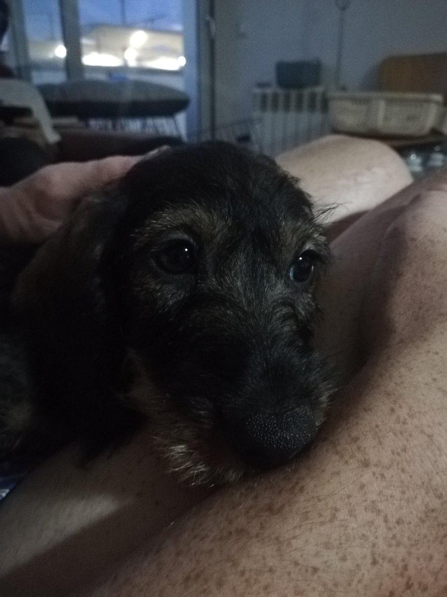 tthisisanna's tweet photo. welcome home, Loki💚 https://t.co/viGjkd5Gou