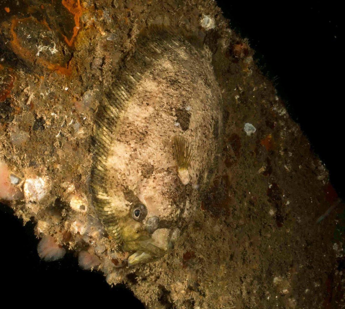 SteveTrewhella1's tweet photo. Topknot waiting to ambush passing fish Swanage pier , not all flatfish live on the seabed #flatfish #swanagepier #swanage #topknot  #ambushpredator https://t.co/CPVI7d2102