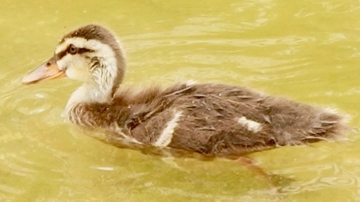 カルガモのtwitterイラスト検索結果 古い順