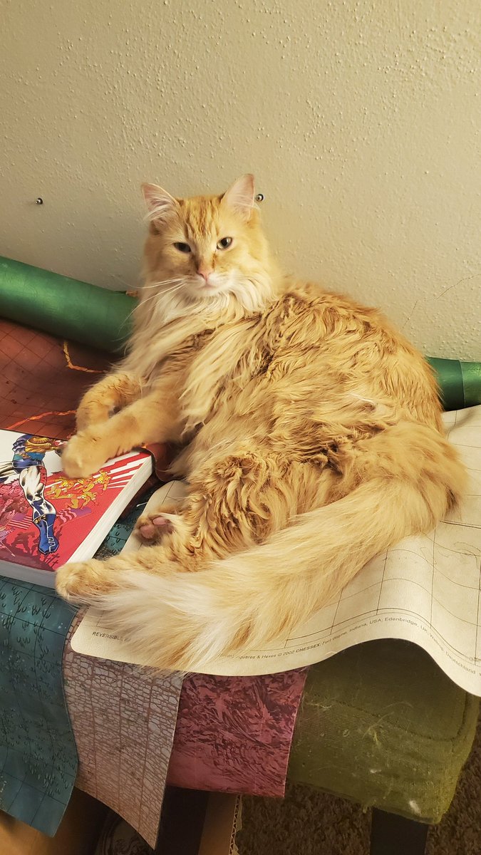 Atom_Person's tweet photo. New GM is a hardass
#catdm #cats https://t.co/joRd0aKIVu