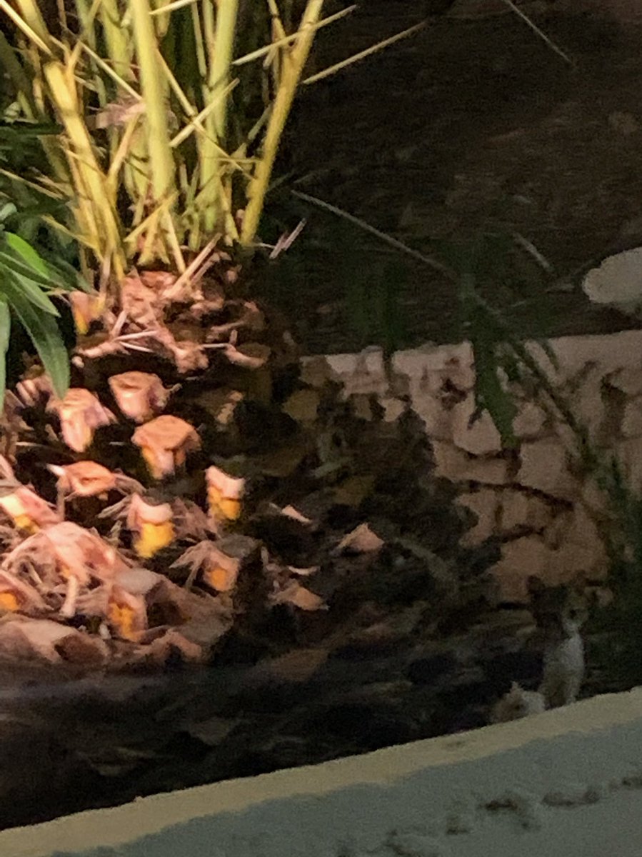bravo_concierge's tweet photo. Bad quality but Teresa and Louie in the 🍍 https://t.co/z4YG3icC1V