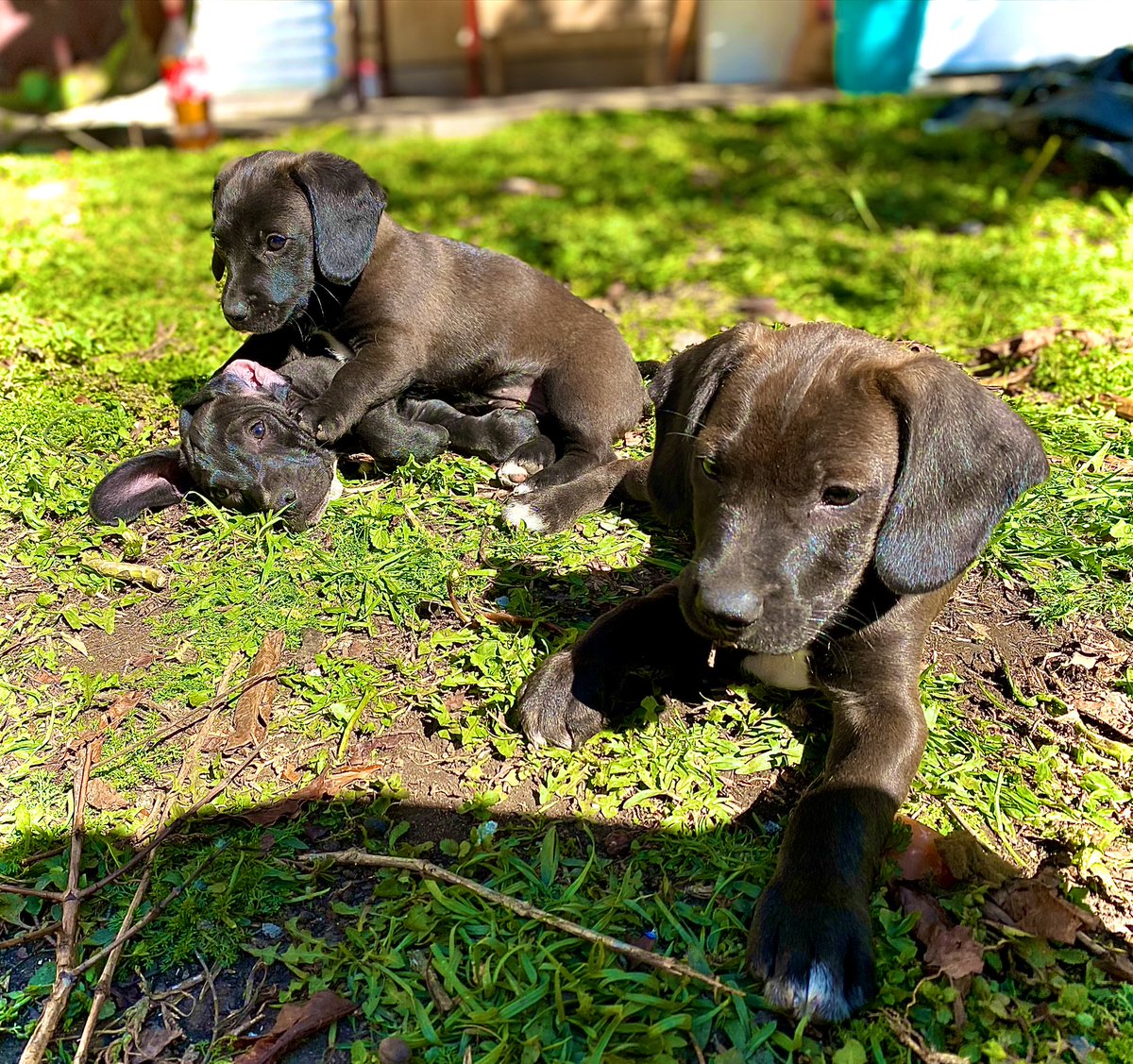 Leprexhau's tweet photo. Aguentem esse trio fofura passando na sua timeline! Os irmãos: Zé, Dumbo e Krakovia em uma aventura no jardim! #doguinhos #turminha #latidos @BichinhosFB https://t.co/y428Acx1sw