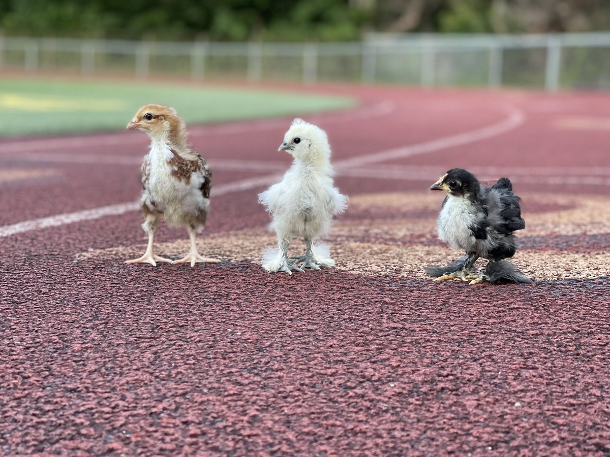 Wishing all of our USA Olympic Althetes the best of luck! 🥇#trackstar #mypetchickenofficial #trackandfield #tokyo2020 #olympics #teamusa #trackandfield #chickens #pet #mypetchicken #silkie #cochin #speckledsussex #bantam