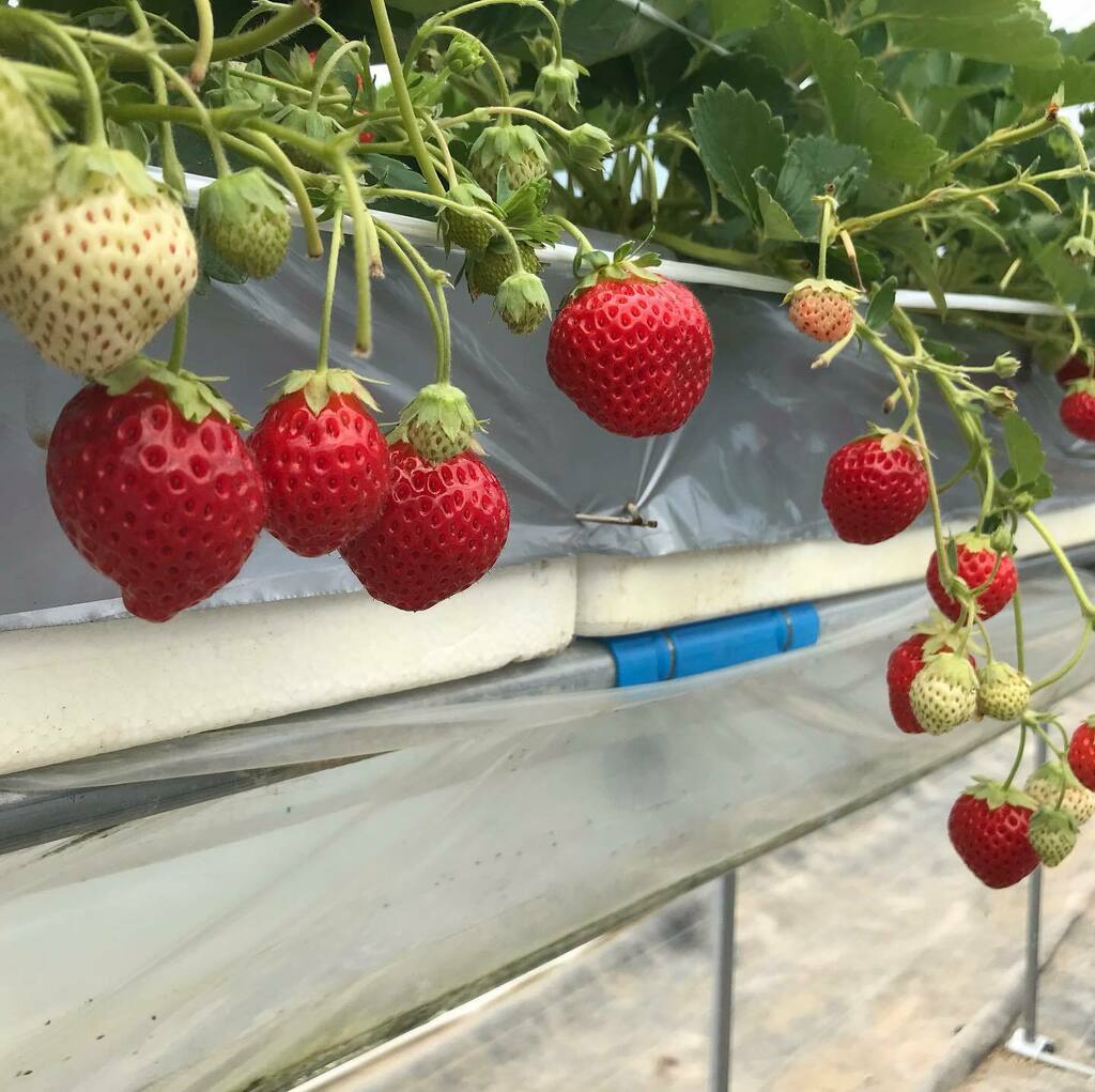 ふらのジャム園 有限会社共済農場 Kyohsai Farm Twitter ふらのジャム園 有限会社共済農場 Kyohsai Farm Twitter