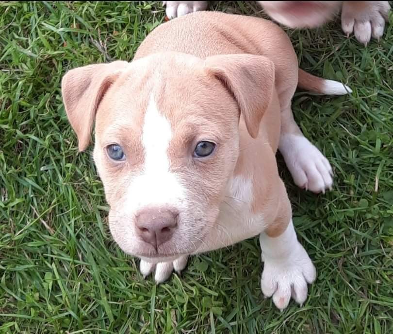 bmartinez1989's tweet photo. Became a #PittyMom Yesterday 😍 little 8 week old sweetheart. Her name is River ❤️ #Pitbull https://t.co/JYAaqg17FJ