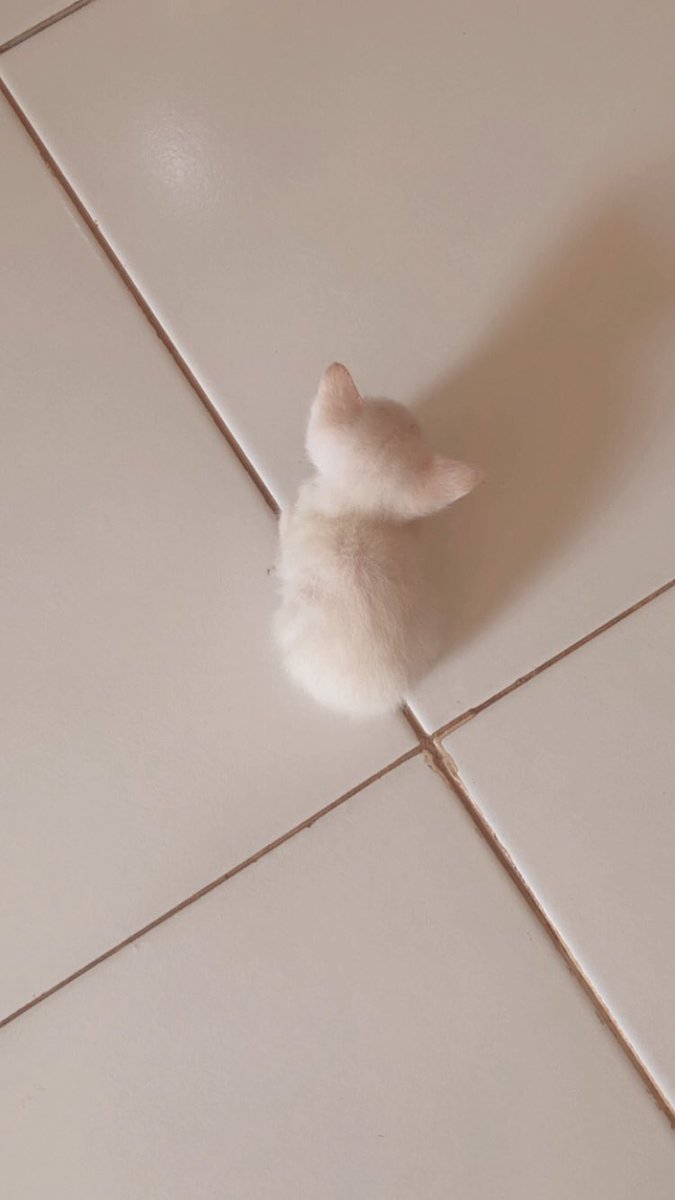 Pets 🐈🐕‍🦺🐇🐦 Fess tweet media