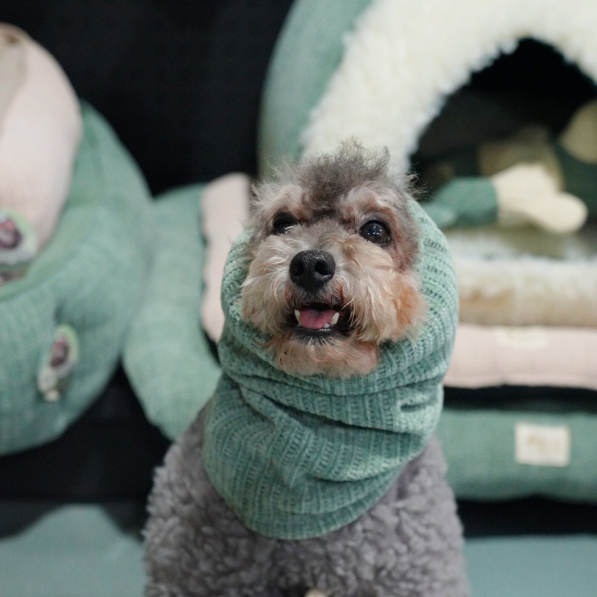RENAPET2's tweet photo. Achievement completed !!😆
【New Launch August】
see our model: Bun 😍
with his winter look❄️🐶
#RenaPet #newlaunch #petsupplies #anythingforpet #dogsoftwitter https://t.co/VQg4Ml0UQv