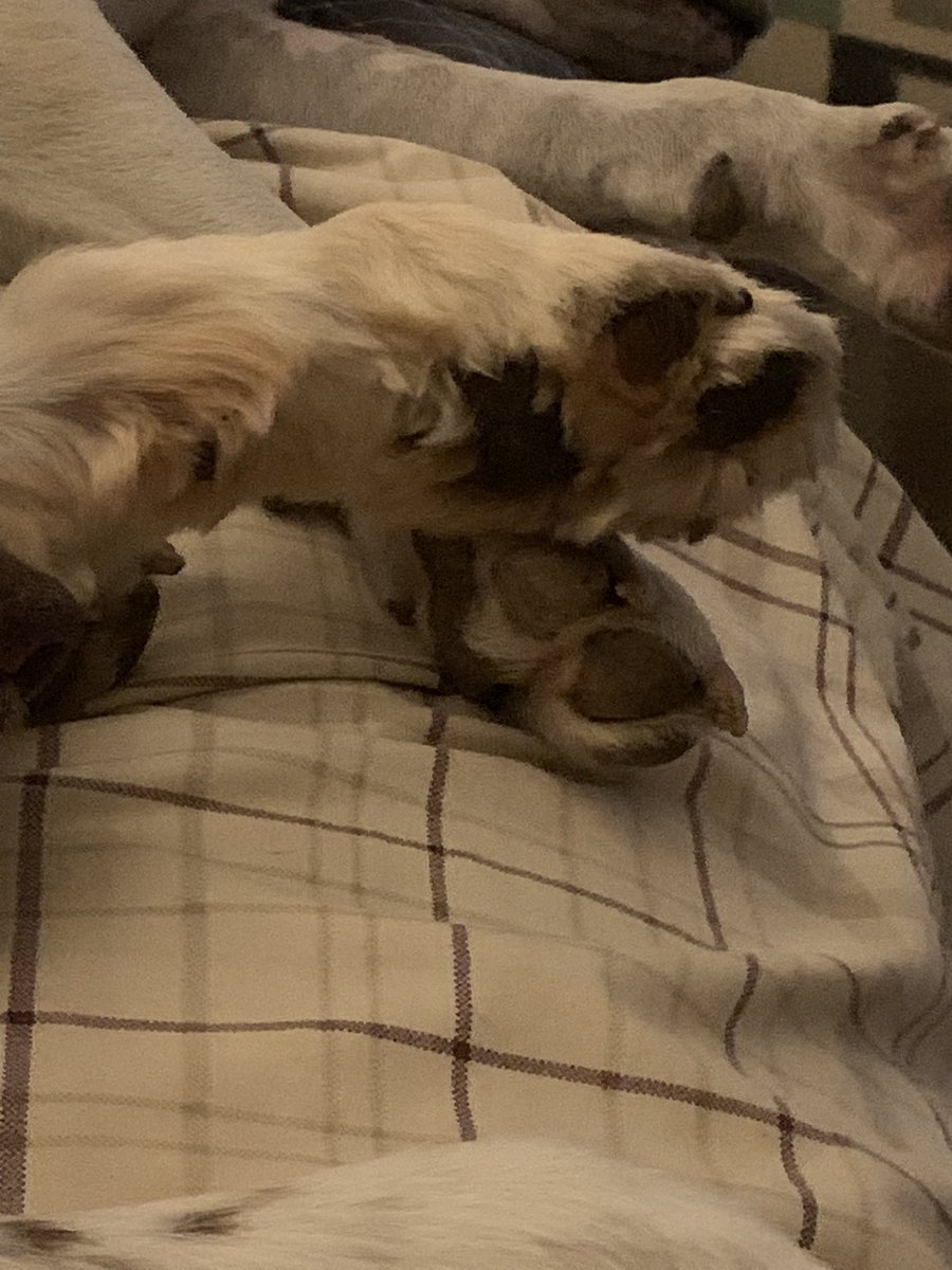 JenniferMcEach2's tweet photo. They love each other #sweetpuppies @Schrein_dawg https://t.co/9DsfGQzWqC