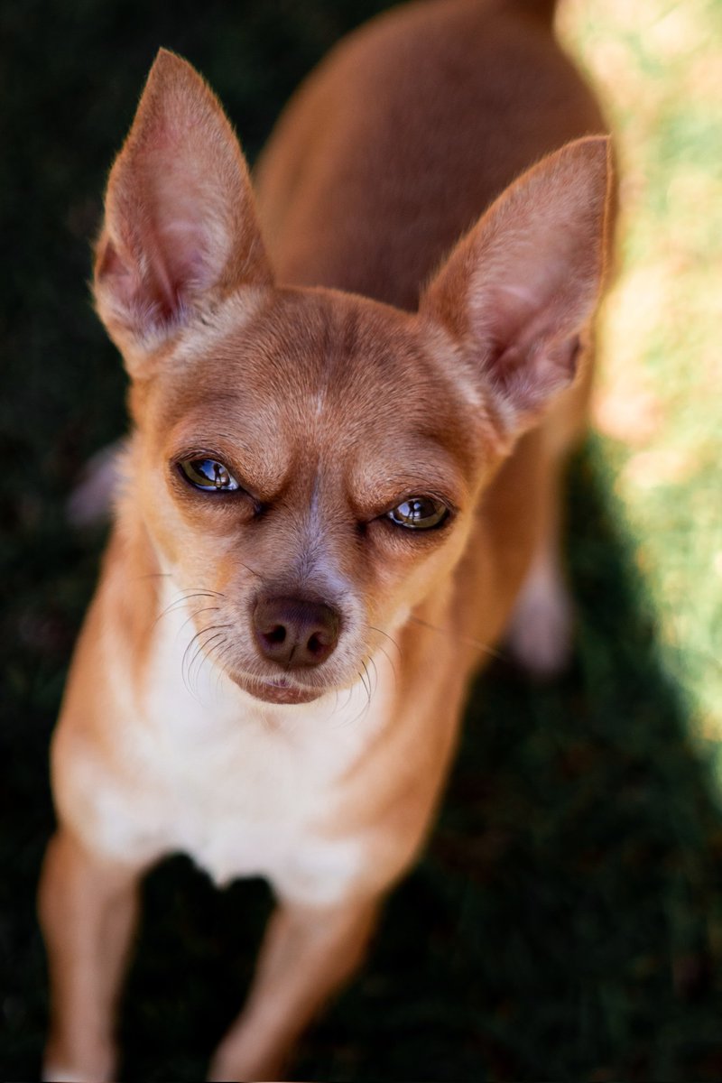 You aren't trying to lure me out to get me to the vet, are you? I is suspicious and I is not stoopid. 🐶🤨🐶🤨🐶 #dogsandvets #tuesday #suspiciousminds #2naturaldogs #organicpetcare #dogsofinstagram Photo Credit: Niki Zbrankova