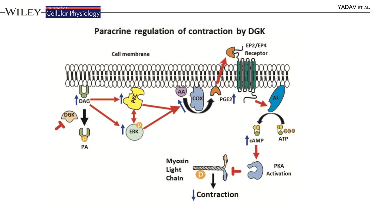 Santosh Kumar Yadav (@san2s_yadav) on Twitter photo Happy to share my work on Autocrine regulation of airway smooth muscle contraction by diacylglycerol kinase onlinelibrary.wiley.com/doi/10.1002/jc…
<a href="/GsaJefferson/">GSA at Jefferson</a> <a href="/ResearchAtJeff/">Jefferson Research</a> <a href="/JeffersonUniv/">Thomas Jefferson University</a> Happy to share my work on Autocrine regulation of airway smooth muscle contraction by diacylglycerol kinase onlinelibrary.wiley.com/doi/10.1002/jc…
<a href="/GsaJefferson/">GSA at Jefferson</a> <a href="/ResearchAtJeff/">Jefferson Research</a> <a href="/JeffersonUniv/">Thomas Jefferson University</a>