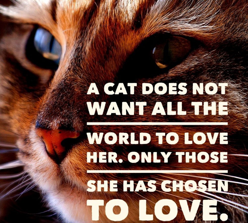 ishopcats's tweet photo. That`s just superb! https://t.co/2WY6DmUFZJ