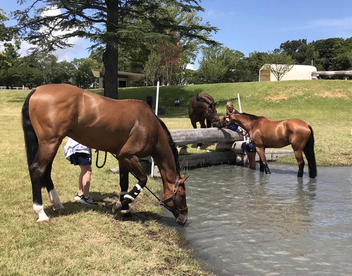 GB Gold medal winning horses all enjoying a well deserved playtime! 🇬🇧🇬🇧🥇🥈⁦<a href="/TeamGB/">Team GB</a> ⁦<a href="/BritEquestrian/">British Equestrian</a>⁩ ⁦<a href="/Tokyo2020/">#Tokyo2020</a>⁩