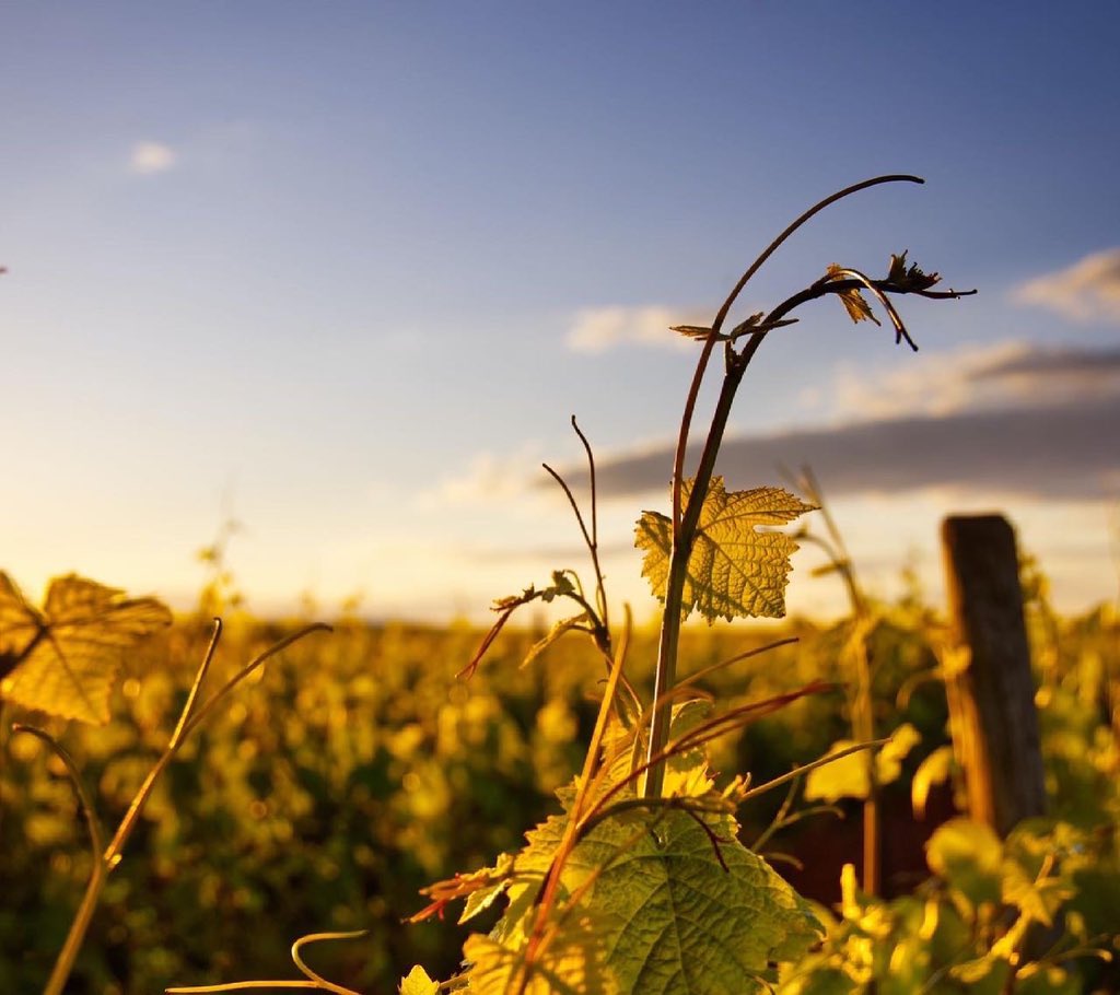 AffordableCS's tweet image. "Tasting our way through the vineyard."
#mclarenvalewinetours #affordablewinetours #affordablechauffeur